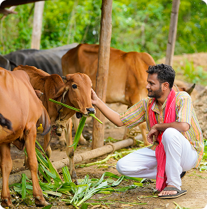 Gau Feeding Seva