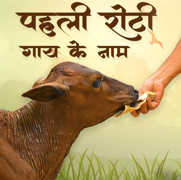 Nutritional Cow Roti